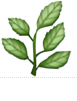 1F33F.png