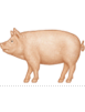 1F416.png