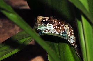 320px-Trachycephalus_resinifictrix_(Goel