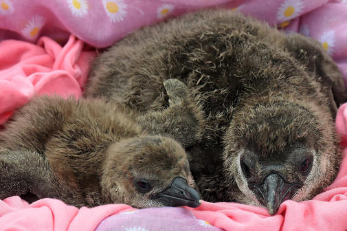 Flauschiger-Nachwuchs-bei-den-Pinguinen_