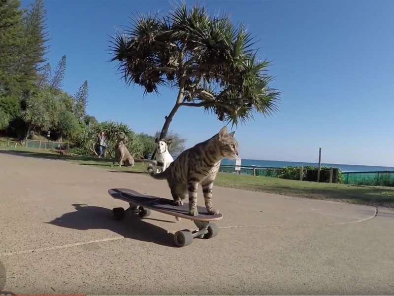 bengalkater-boomer-faehrt-alleine-skateb