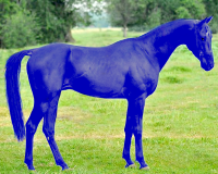 blumentopferd.png.e928a4bcdde2d9b222352943957aa8d4.png