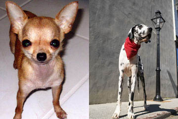 1400_hunde_1.jpg