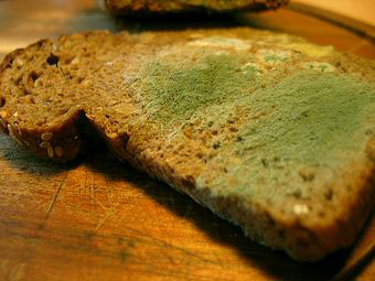 952_brot_1.jpg